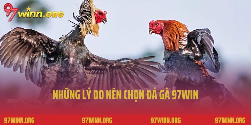 Những lý do nên chọn đá gà 97Win
